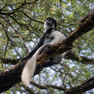 Mago - Colobus monkey